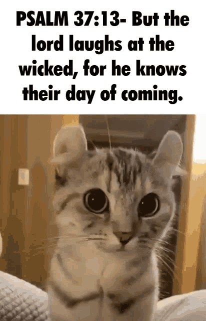 funny cat GIF that's a little dramatic but funny due to the drama it produces